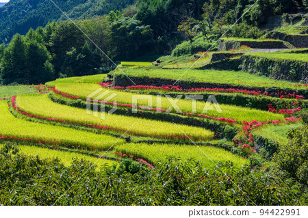 The cluster amaryllis that blooms in the bansho in early autumn is in full bloom in the rice terraces The cluster amaryllis that blooms in the bansho in early autumn is in full bloom in the rice terraces 94422991