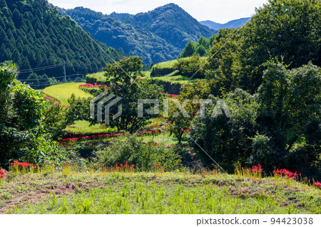 The cluster amaryllis that blooms in the bansho in early autumn is in full bloom in the rice terraces 94423038