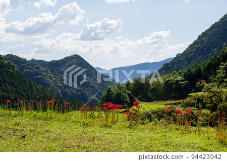 The cluster amaryllis that blooms in the bansho in early autumn is in full bloom in the rice terraces The cluster amaryllis that blooms in the bansho in early autumn is in full bloom in the rice terraces 94423042