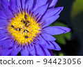 Top and close-up view of many bees that are swarming over yellow pollen of the beautiful purple lotus. Complementary color. 94423056