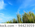 Beautiful background of blue sky and white cloud with moving green tall grasses as foreground in bottom-up view. Cool tone. Analogous color. 94423059