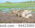 Two very cute baby buffaloes lying on the clay mound with many grasses in field, trees and blue sky as background. Cool tone. Analogous color. 94423060