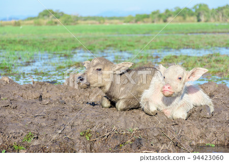 Two very cute baby buffaloes lying on the clay mound with many grasses in field, trees and blue sky as background. Cool tone. Analogous color. Two very cute baby buffaloes lying on the clay mound with many grasses in field, trees and blue sky as background. Cool tone. Analogous color. 94423060