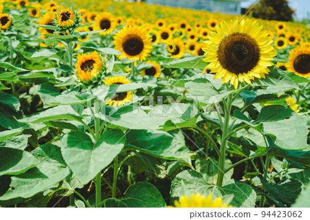Awaji Flower Sajiki (Sunflowers) Awaji Flower Sajiki (Sunflowers) 94423062