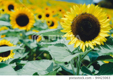 Awaji Flower Spoon Sunflower Close-up 94423063