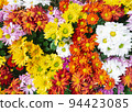 Beautiful top view of chrysanthemum flowers in the garden that is arranged as a colorful natural background image with white, yellow, orange and purple color. Triadic color. 94423085