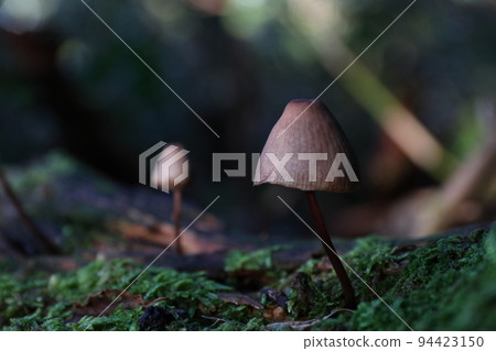 Cute mushroom 94423150