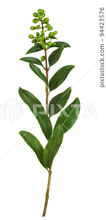 Twig of ligustrum with green leaves and unripe berries isolated Twig of ligustrum with green leaves and unripe berries isolated 94423576