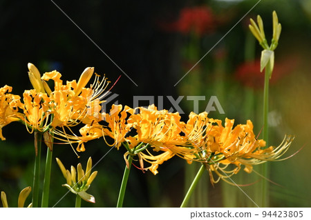 Colorful cluster amaryllis of Takahama Hieda River 94423805