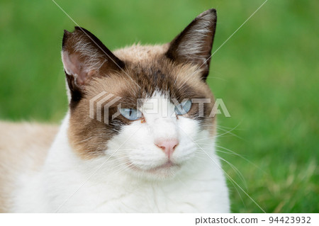 Local cat lying on the lawn 94423932