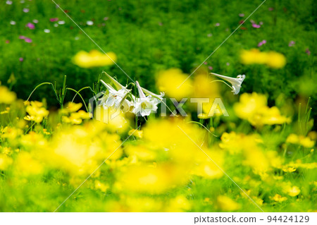 Sanuki Mannou National Government Park cosmos field Sanuki Mannou National Government Park cosmos field 94424129