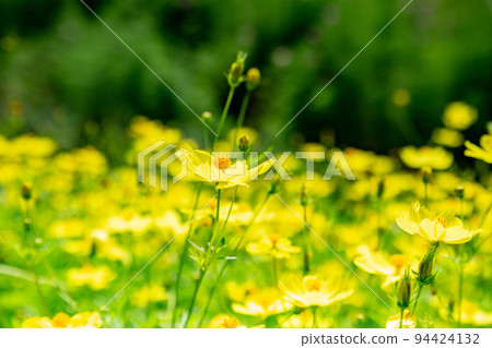 Sanuki Mannou National Government Park cosmos field 94424132