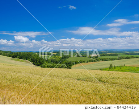 Hokkaido Biei _ landscape of wheat fields 94424419