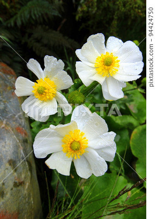 新西蘭_花_庫克山百合02 新西蘭_花_庫克山百合02 94424750