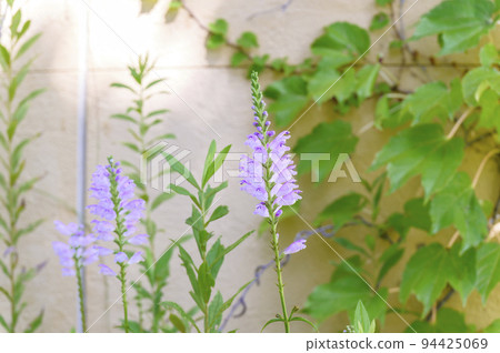 Hana-toranoo blooms lovely pale pink flowers Hana-toranoo blooms lovely pale pink flowers 94425069