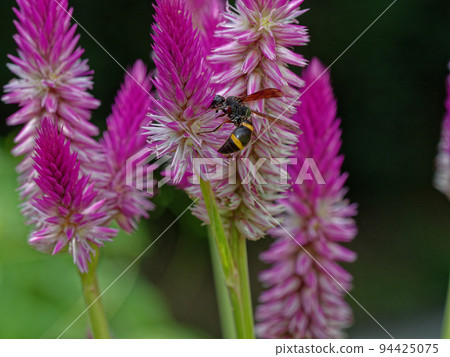 Flower-visiting insect of Nogeito ♀ 94425075