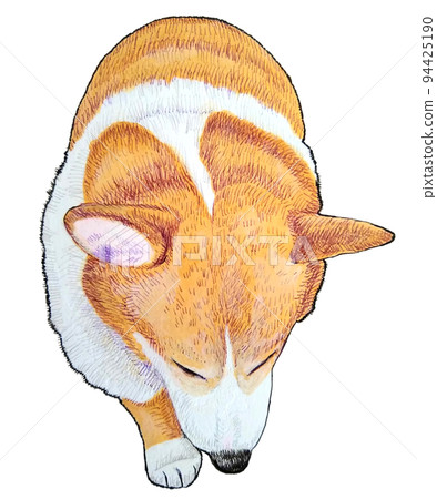 柯基犬朝下 94425190