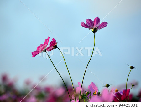 宇宙和藍天 94425331