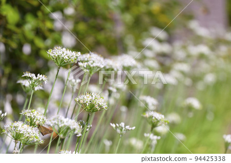 Lovely white chive flowers. Care should be taken as the leaves are indistinguishable from poisonous daffodils. 94425338