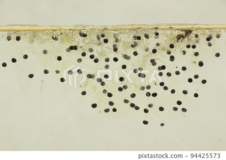 brown frog eggs brown frog eggs 94425573