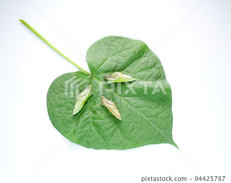 Caterpillar caterpillar larva swallowtail swallowtail pupa Caterpillar caterpillar larva swallowtail swallowtail pupa 94425787