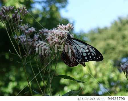 板栗虎蝴蝶蝴蝶 94425790