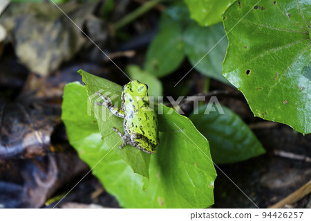Japanese blackberry leaf on leaves Japanese blackberry leaf on leaves 94426257