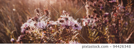 Seasonal sale website banner with wild grass on a meadow Seasonal sale website banner with wild grass on a meadow 94426348