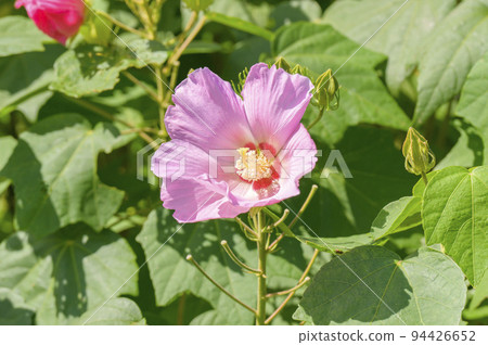 Beautiful pink rose flower 94426652