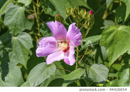 Beautiful pink rose flower Beautiful pink rose flower 94426654