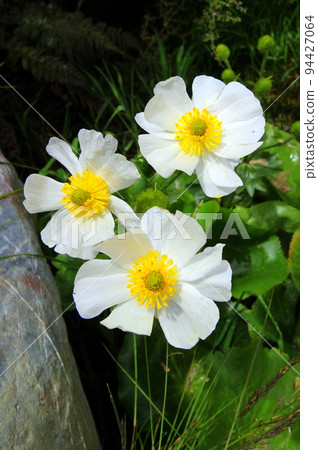 新西蘭_花_庫克山百合06 94427064