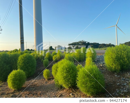 像馬里莫這樣的可愛植物 94427174