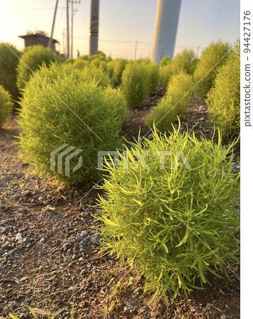 類似馬里莫的植物 94427176