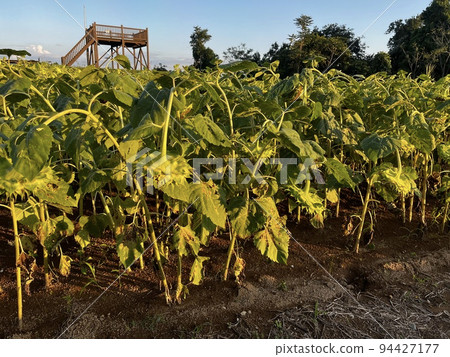 向日葵對不起 94427177