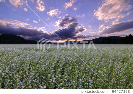 Sawada, Shimogo Town, Minamiaizu District, Fukushima Prefecture White buckwheat flowers and sunset sky in the vast buckwheat field on the Sarugaku plateau 94427338