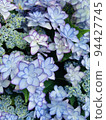 Blue Hydrangea 94427745