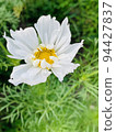 Pure white cosmos 94427837