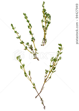 Twigs of thyme scattered on a white background 94427949