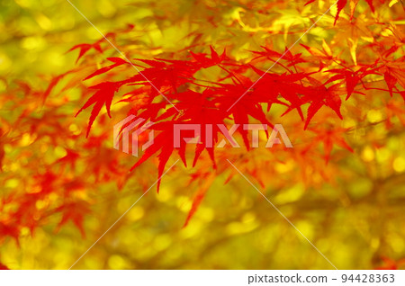 秋葉在秋日的陽光下飄蕩。 秋葉在秋日的陽光下飄蕩。 94428363