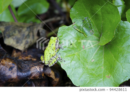 Japanese blackberry leaf on leaves 94428611