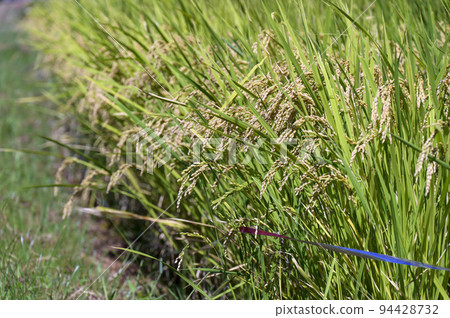 New rice season coming soon 94428732