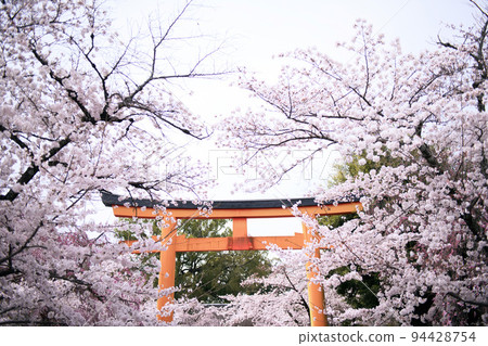 Cherry Blossoms at Hirano Shrine Spring 2022 Cherry Blossoms at Hirano Shrine Spring 2022 94428754