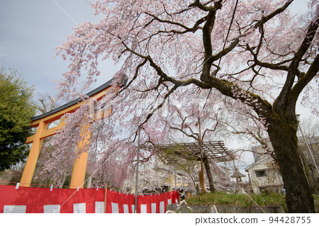 Cherry Blossoms at Hirano Shrine Spring 2022 94428755