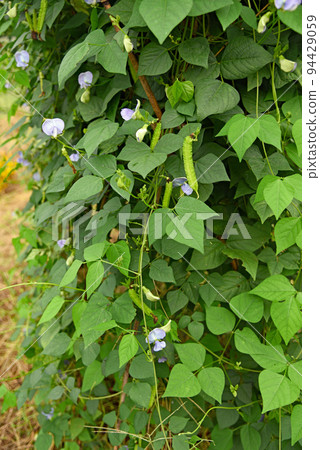 Winged beans 94429059