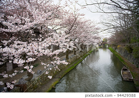 Hachimanbori Cherry Blossoms 2022 94429388
