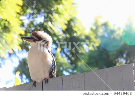 Kookaburra  94429468