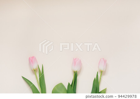 Pink multi-colored tulips on a white background, flat llay with a copy of the space 94429978