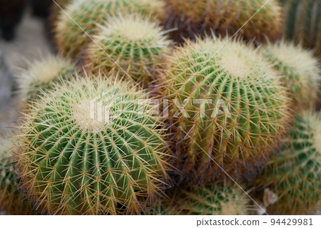 Spiky round cactus Spiky round cactus 94429981