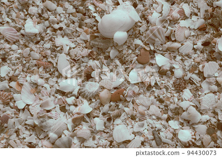 Close-up seashells on beach sand summer day. Abstract ocean background pattern collection Close-up seashells on beach sand summer day. Abstract ocean background pattern collection 94430073