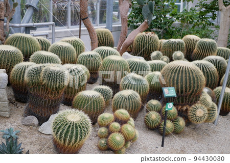 Spiky Kinshachi 94430080